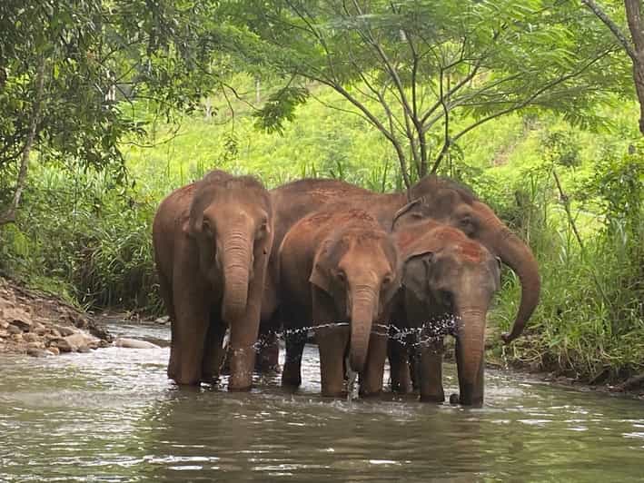 Chiang Mai: Elephant Dream Project Sanctuary - Half-Day - Thai lunch in the village