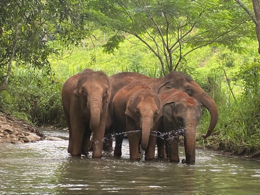 Chiang Mai: Elephant Dream Project Sanctuary - Half-Day - How much value do you get for $51?