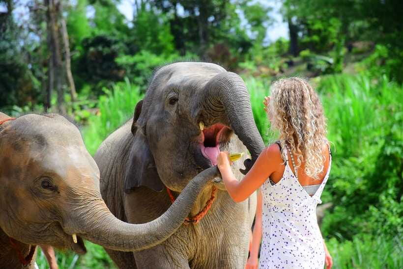 Chiang Mai: Elephant Feeding Experience - My call: a good short elephant encounter
