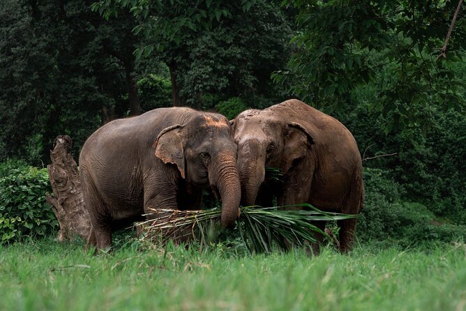 Chiang Mai Elephant Sanctuary, Bamboo Rafting and Waterfall Tour - One day, three very different Chiang Mai experiences