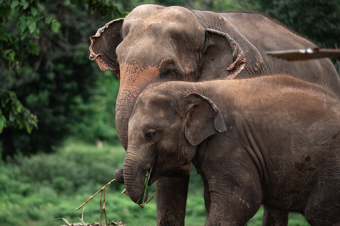 Chiang Mai Elephant Sanctuary, Bamboo Rafting and Waterfall Tour - New Elephant Home: an ethical visit with some important details