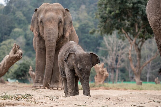 Chiang Mai Elephant Sanctuary, Bamboo Rafting and Waterfall Tour - Bamboo rafting: a calm finish through the trees