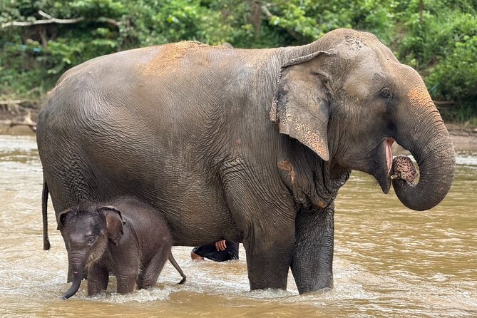 Chiang Mai Elephant Sanctuary, Bamboo Rafting and Waterfall Tour - Is $58.70 a fair price?