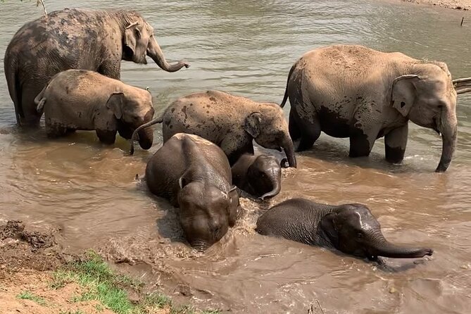 Chiang Mai Elephant Sanctuary, Bamboo Rafting and Waterfall Tour - Who should book this Chiang Mai tour?