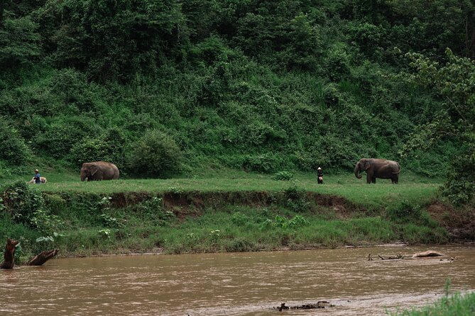 Chiang Mai Elephant Sanctuary, Bamboo Rafting and Waterfall Tour - Bua Tong Waterfall: climb the Sticky Waterfall barefoot