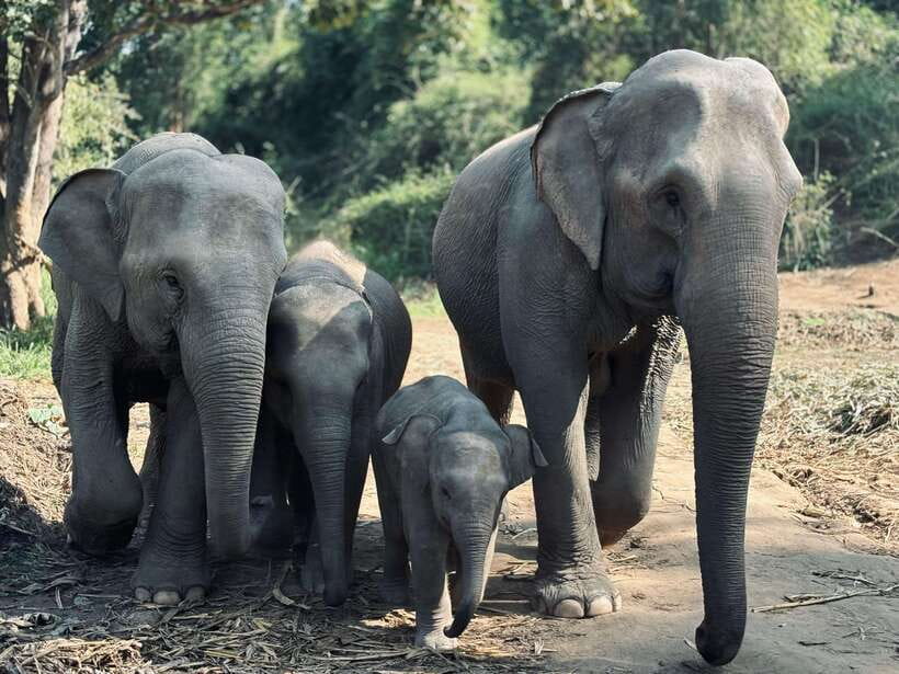 Chiang Mai: Elephant Sanctuary Feeding Program Half-Day Tour - Key points at a glance