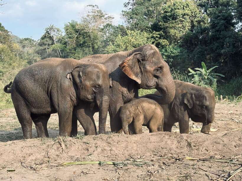 Chiang Mai: Elephant Sanctuary Feeding Program Half-Day Tour - Why this visit feels different from a staged elephant encounter