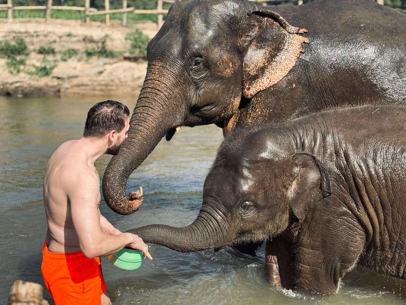 Chiang Mai: Elephant Sanctuary Feeding Program Half-Day Tour - Feeding bananas, sugarcane, and Napier grass