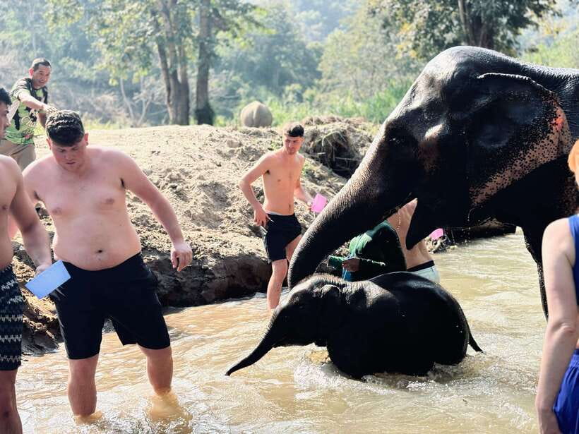 Chiang Mai: Elephant Sanctuary Feeding Program Half-Day Tour - Who should book this elephant tour?