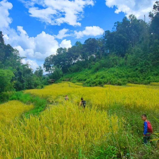 Chiang Mai: Elephant Sanctuary & Jungle Trek w/ Waterfall - From Chiang Mai to Mae Wang by Van