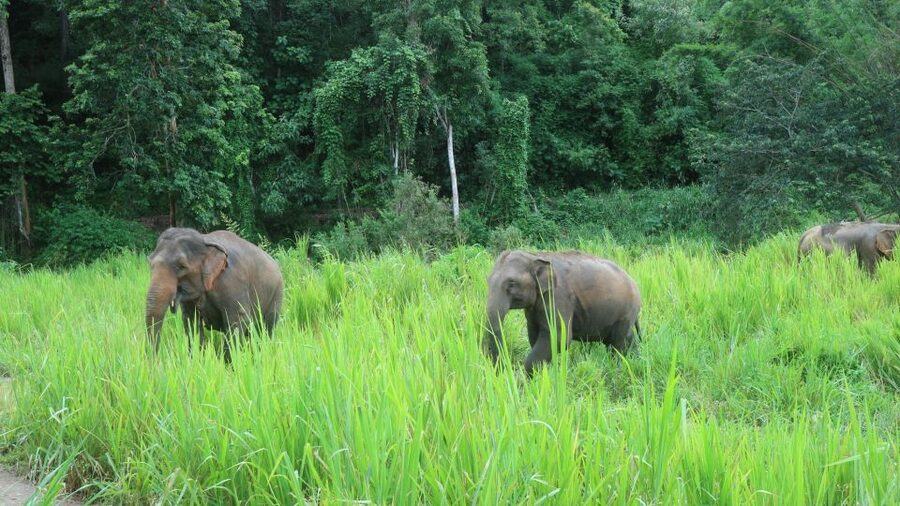 Chiang Mai: Elephant Sanctuary & Jungle Trek w/ Waterfall - Shan Village Lunch and a Taste of Local Life