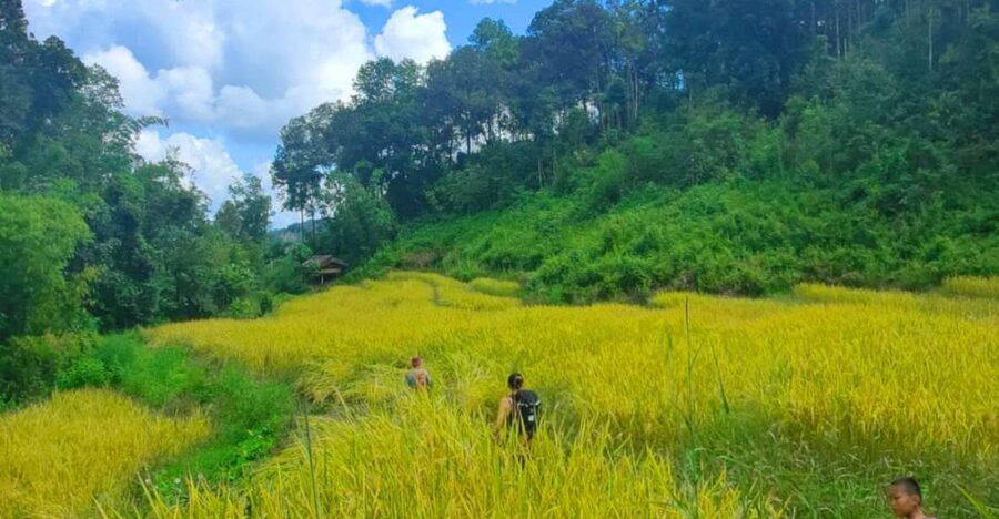 Chiang Mai: Elephant Sanctuary & Jungle Trek w/ Waterfall - Meeting the Elephants at the Care Sanctuary