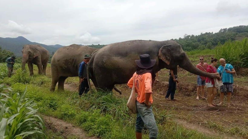 Chiang Mai: Elephant Sanctuary Local Hill Tribe Caretakers - Meeting the elephants at Johnnyboy Elephant Care