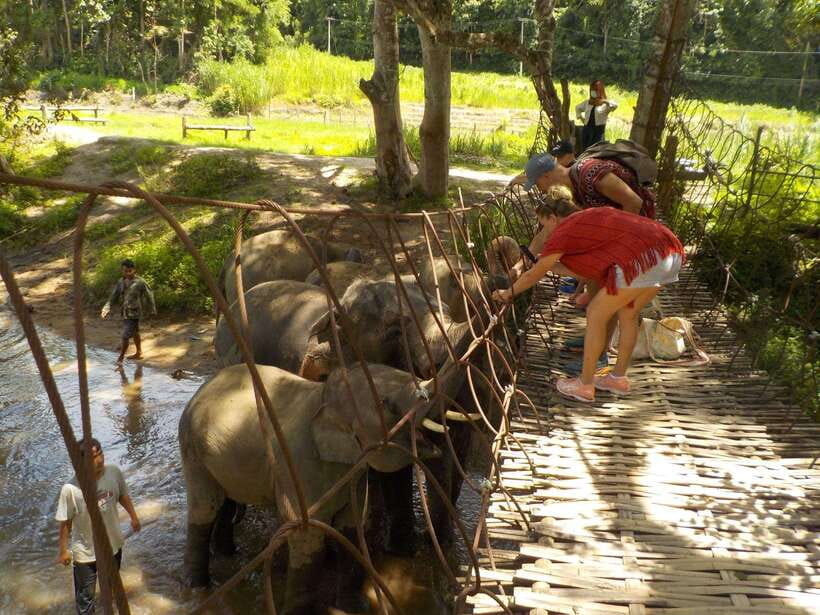 Chiang Mai: Elephant Sanctuary Local Hill Tribe Caretakers - The one-hour walk to Mae Wang Waterfall