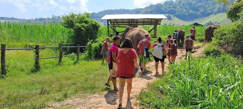 Chiang Mai: Elephant Sanctuary Local Hill Tribe Caretakers - The drive from Chiang Mai to Mae Wang