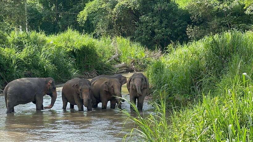 Chiang Mai: Elephant Sanctuary, Monk Trail & Doi Suthep Tour - Pickup and the long ride to Mae Wang