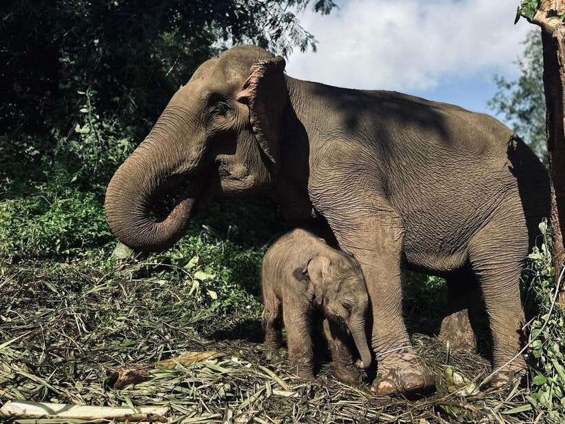 Chiang Mai: Elephant Sanctuary, Waterfall & Bamboo Rafting - Meeting the rescued elephants at Pon Elephant Thailand
