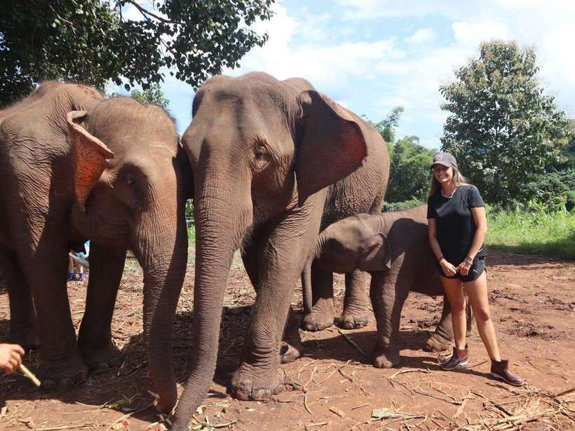 Chiang Mai: Elephant Sanctuary & Waterfall Group Tour - Feeding, walking, and watching elephant families