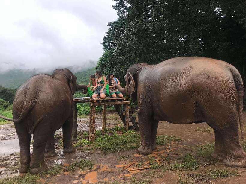 Chiang Mai: Elephant Sanctuary & Waterfall Group Tour - Cooling elephants in the river