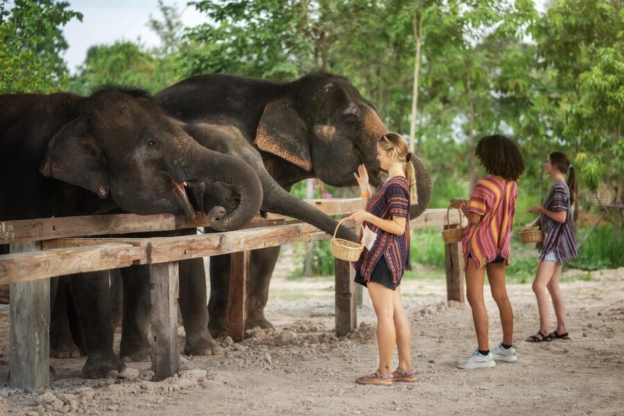Chiang Mai: Ethical Elephant Encounter Feeding Program - Who will enjoy this program most