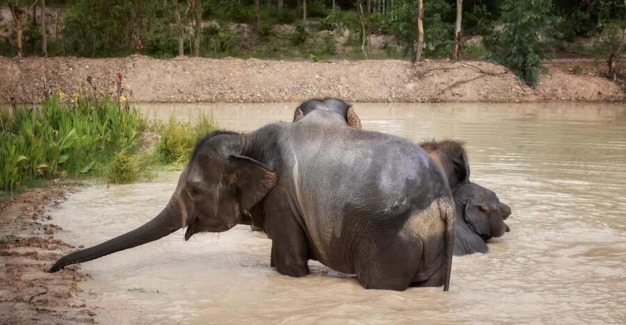 Chiang Mai: Ethical Elephant Encounter Feeding Program - A gentle elephant encounter near Chiang Mai