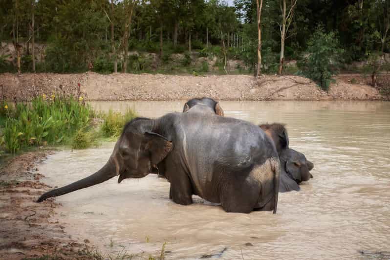 Chiang Mai: Ethical Elephant Encounter Feeding Program - Why the ethical rules matter
