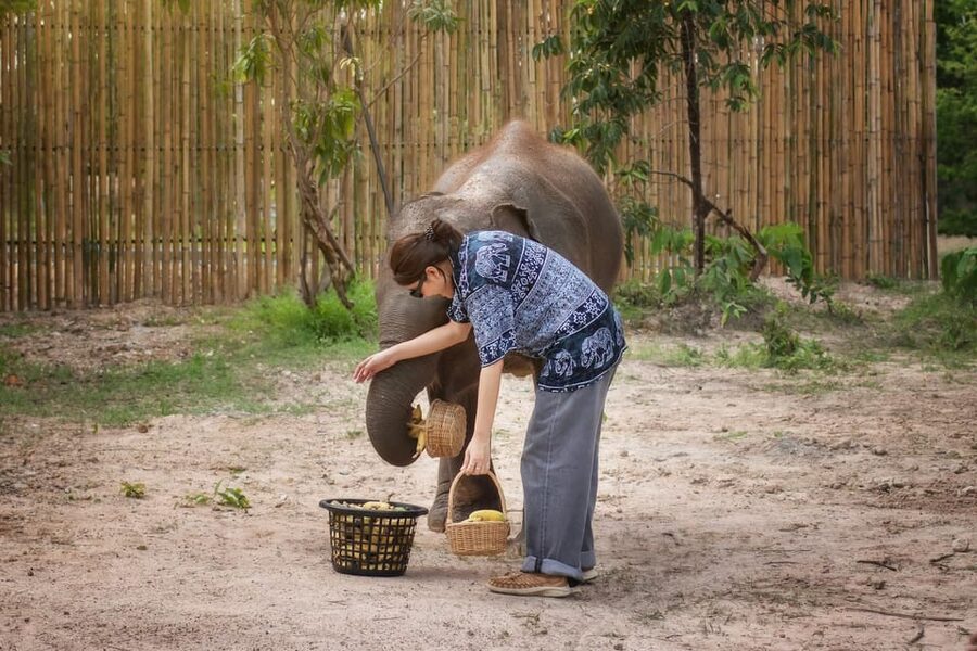 Chiang Mai: Ethical Elephant Encounter Feeding Program - A guide-led lesson, not just a photo stop