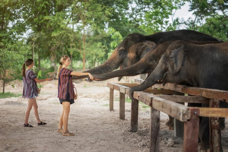 Chiang Mai: Ethical Elephant Encounter Feeding Program - Crafts and the education room