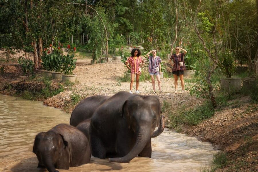 Chiang Mai: Ethical Elephant Encounter Feeding Program - Small group size and the best time to go