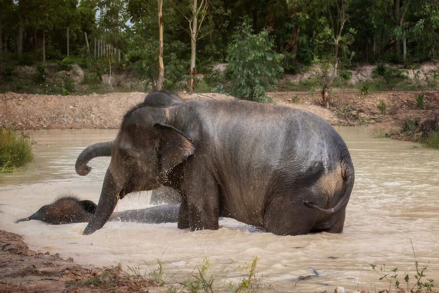 Chiang Mai: Ethical Elephant Encounter Feeding Program - Getting there and planning your return