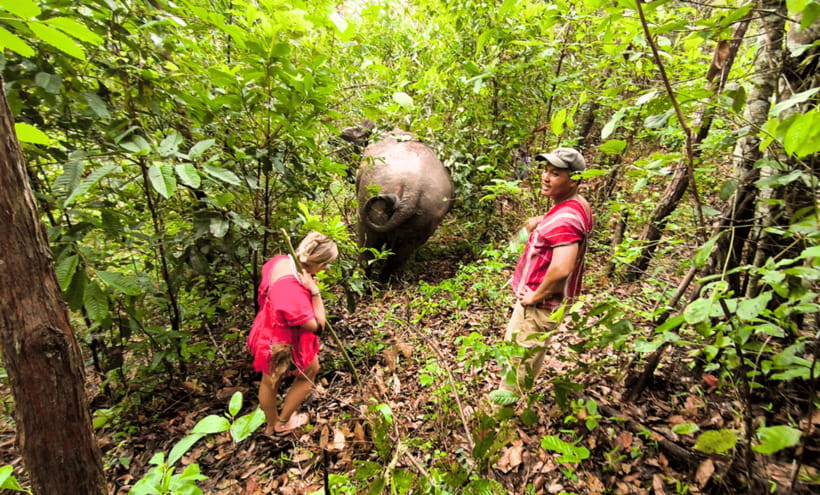 Chiang Mai: Ethical Half Day Elephant Sanctuary & Waterfall - Pad Thai, fruit, and the timing of lunch