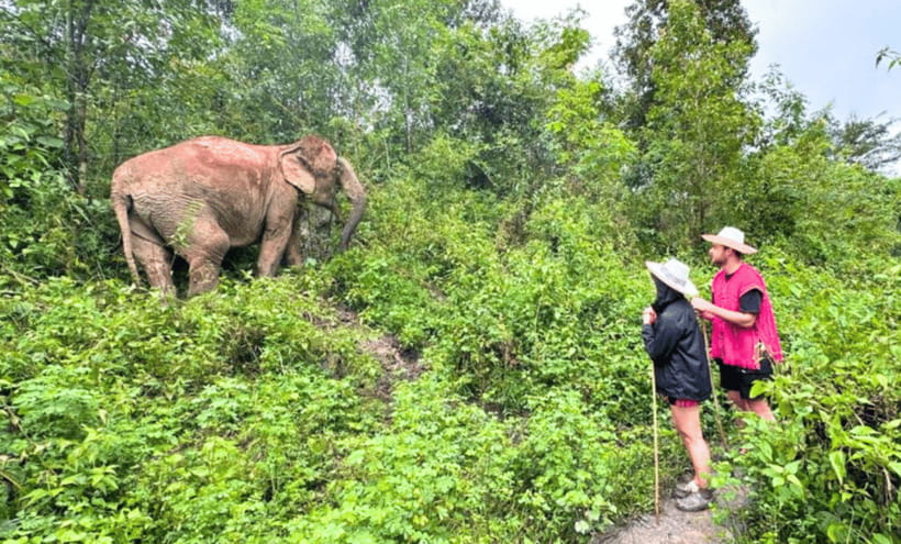 Chiang Mai: Ethical Half Day Elephant Sanctuary & Waterfall - How the $54 price compares with the day you receive