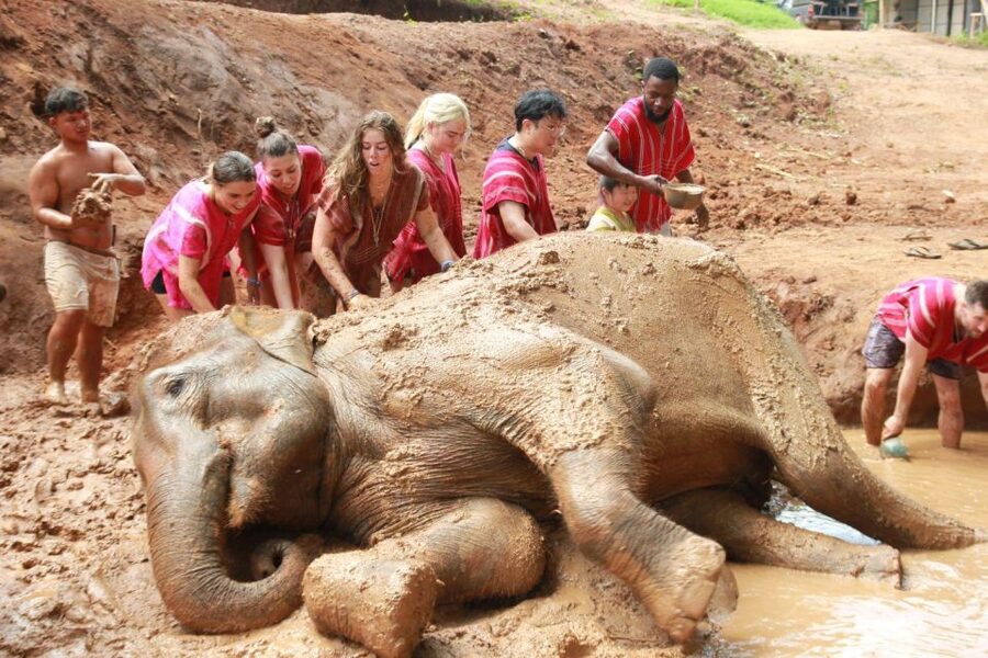 Chiang Mai: Full-Day Kerchor Elephant Eco Park Tour & Trek - A full day with elephants, not a quick photo stop