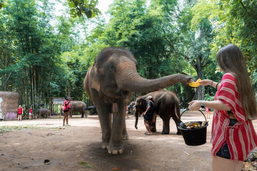 Chiang Mai: Full-Day Kerchor Elephant Eco Park Tour & Trek - Who will enjoy Kerchor most