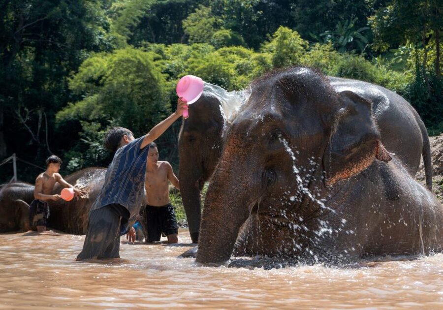 Chiang Mai: Full-Day Kerchor Elephant Eco Park Tour & Trek - Thai lunch with mountain views