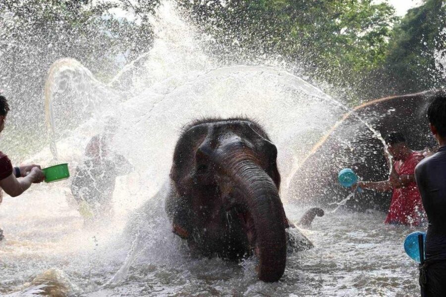 Chiang Mai: Full-Day Kerchor Elephant Eco Park Tour & Trek - What the $57 price really covers