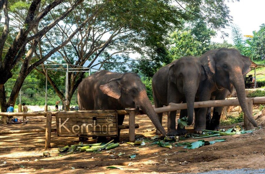Chiang Mai: Full-Day Kerchor Elephant Eco Park Tour & Trek - What to bring for a wet, active day