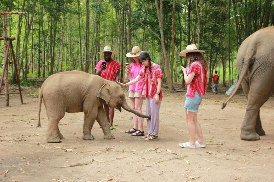 Chiang Mai: Full-Day Kerchor Elephant Eco Park Tour & Trek - Feeding, walking, and watching the elephants bathe