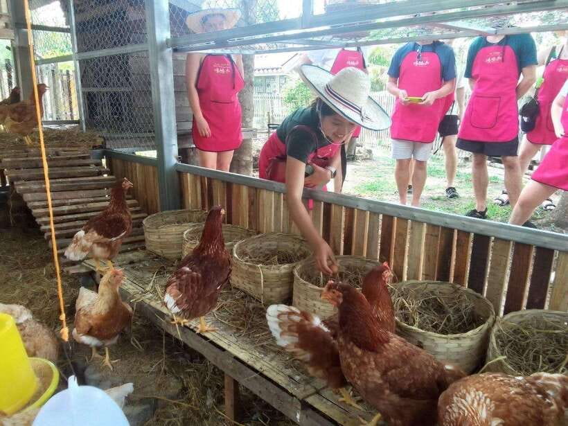 Chiang Mai: Half Day Cooking Class at Organic Farm - Starting at a Chiang Mai market