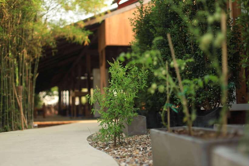 Chiang Mai: HALF-DAY COOKING COURSE at a Thai Cooking Farm - Who should book this cooking farm?
