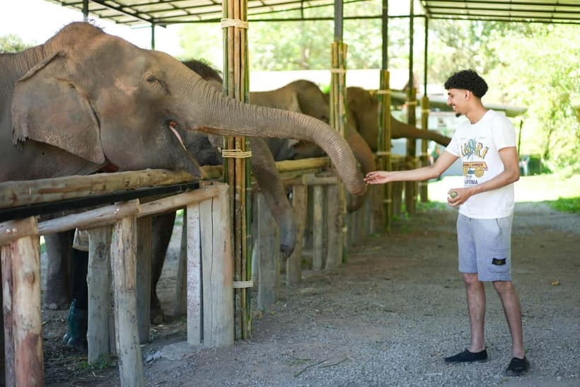 Chiang Mai: Jungle Jumbo Elephant Sanctuary with Waterfall - Meeting elephants without a saddle