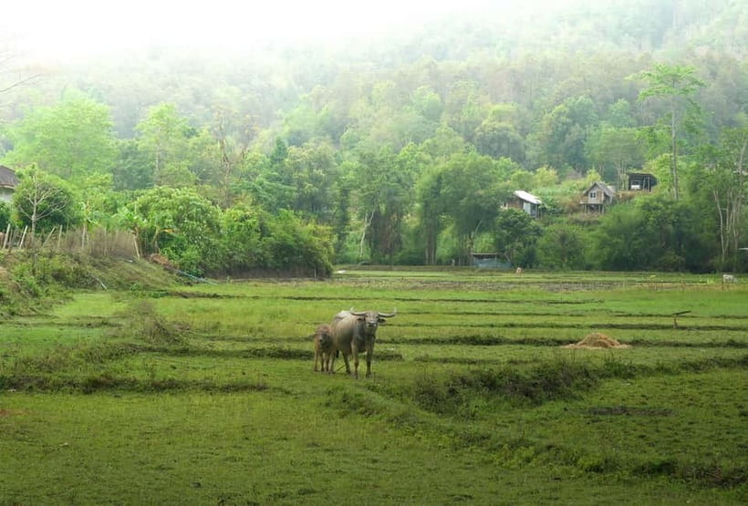 Chiang Mai: Jungle Jumbo Elephant Sanctuary with Waterfall - The guide can shape the whole day
