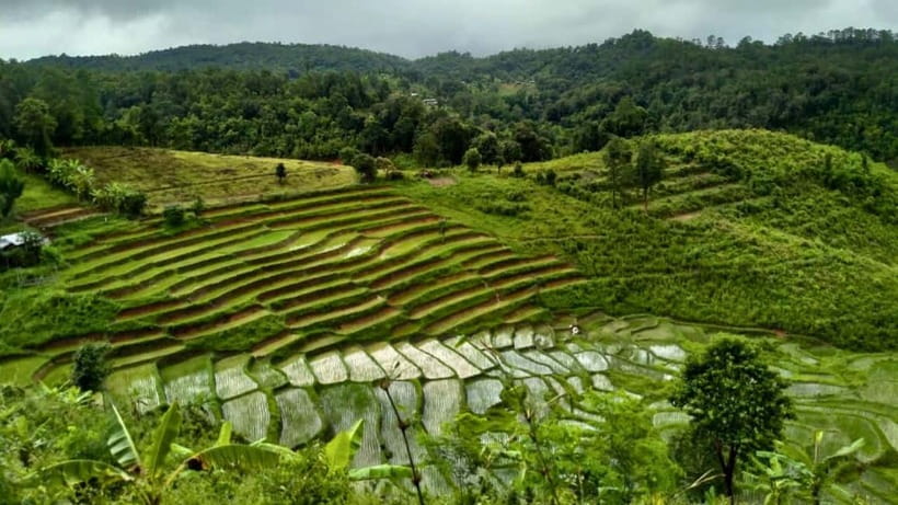 Chiang Mai: Jungle Trek, Elephants care & Bamboo Rafting - Who will enjoy this day most