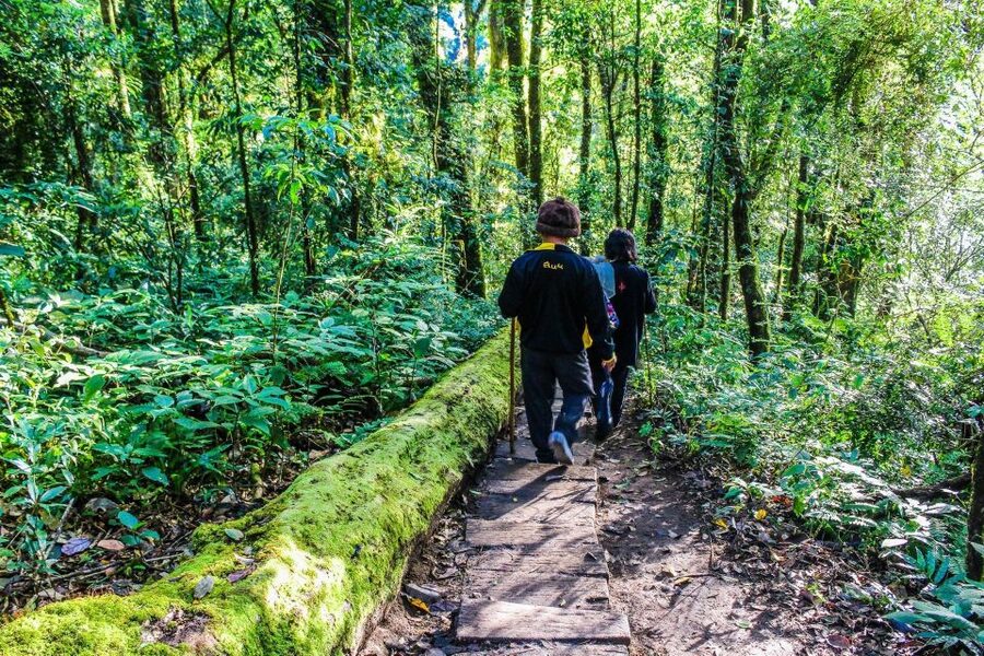 Chiang Mai: Kew Mae Pan Nature Trail & Doi Inthanon Day Trip - Should you book it?