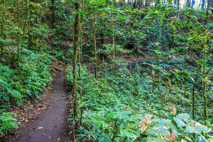 Chiang Mai: Kew Mae Pan Nature Trail & Doi Inthanon Day Trip - What the $54 price really covers