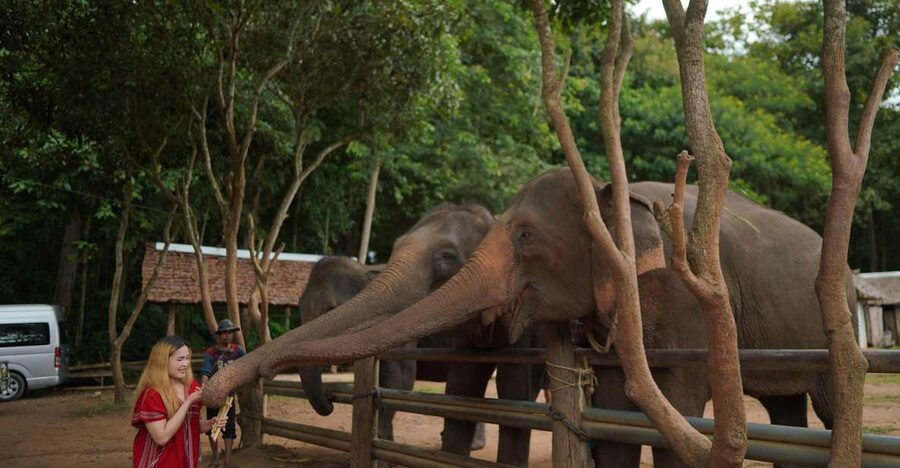 Chiang Mai: National Elephant Care, Rafting, & Ziplines Trip - Key points at a glance