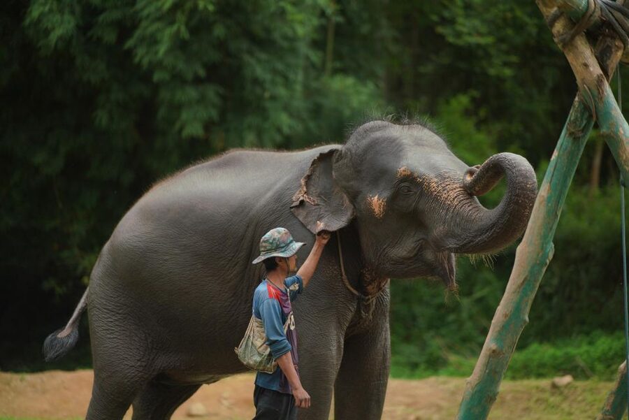 Chiang Mai: National Elephant Care, Rafting, & Ziplines Trip - What you get at the Mae Wang Zipline Adventure