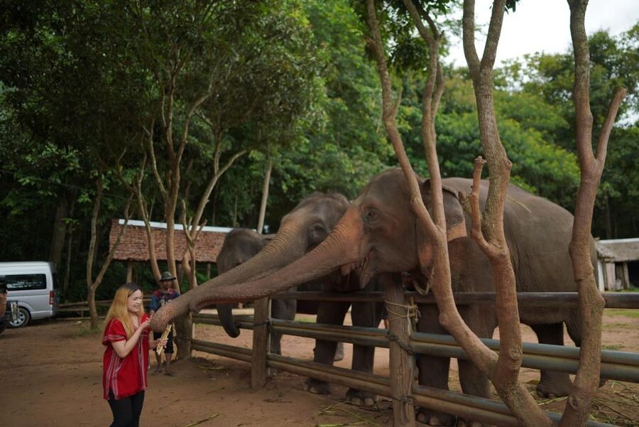 Chiang Mai: National Elephant Care, Rafting, & Ziplines Trip - Who should choose rafting, and who should choose ziplines?
