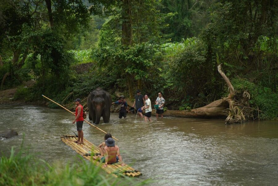 Chiang Mai: National Elephant Care, Rafting, & Ziplines Trip - What makes this elephant visit different