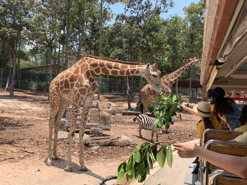 Chiang Mai Night Safari: Entry Ticket with Tram Ride - Why nighttime changes the Chiang Mai zoo experience